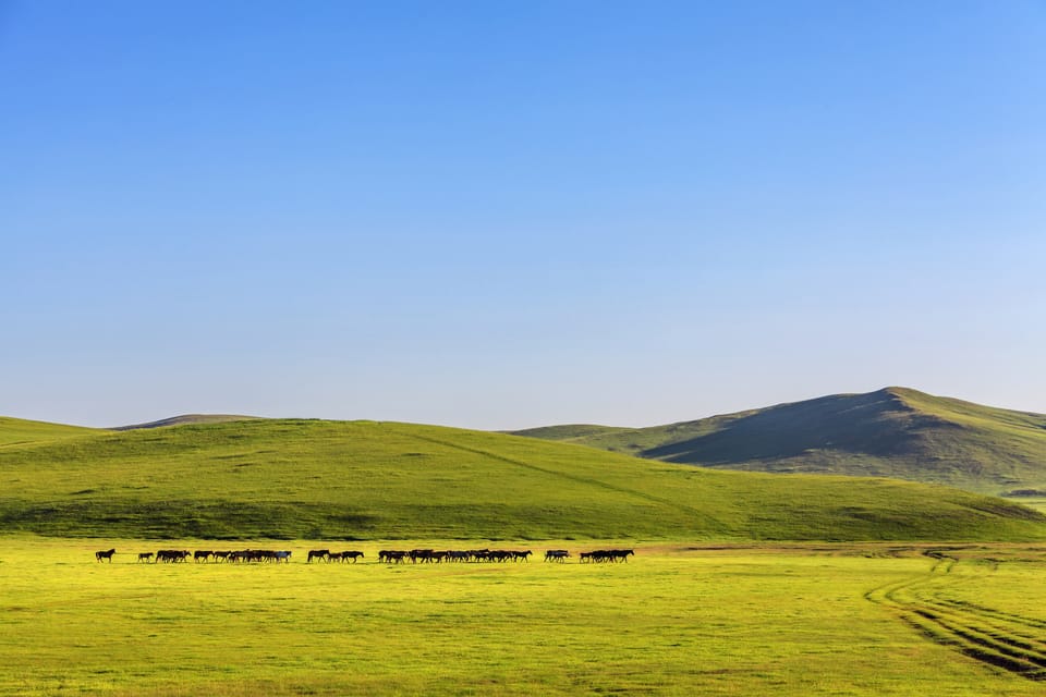 Grasslands: A Climate Solution for Mongolia and the World